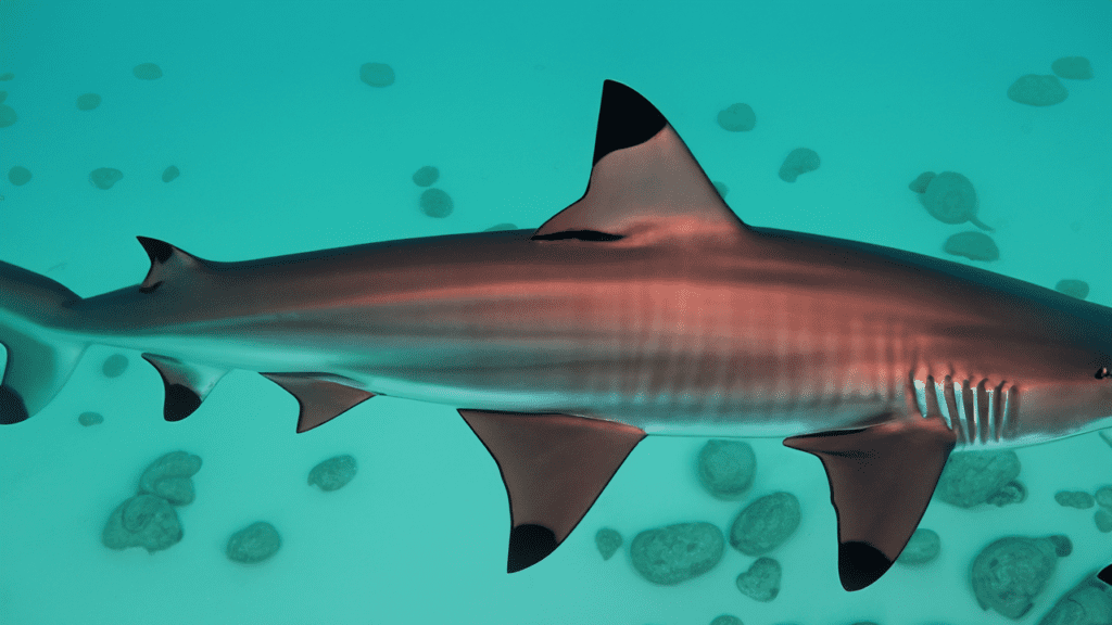 سمكة القرش النمري