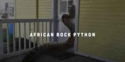 الثعبان الصخري الأفريقي